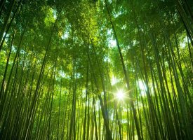 giant-bamboo